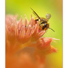 Backyard Bugs 1 2012 - Close-Up Photography
