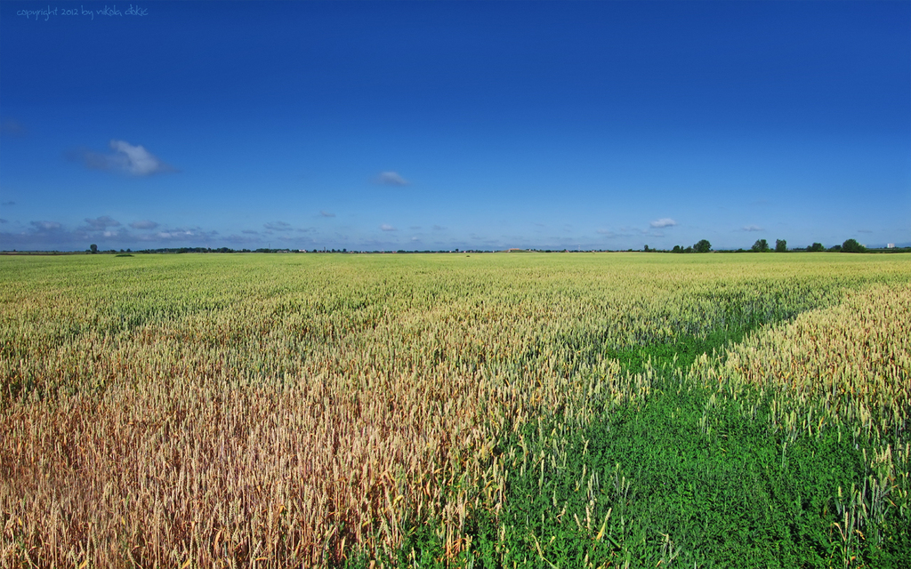 Po-ravnici-naÅ¡e-Srbije - 