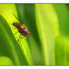 Backyard Bugs2 2012 - Close-Up Photography