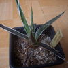 Agave filifera 08 002 - cactus