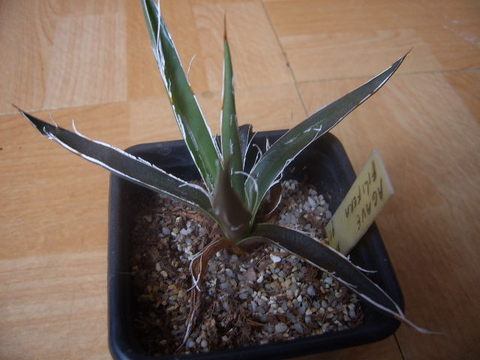 Agave filifera 08 002 - cactus