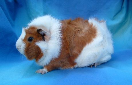 borstel cavia - 