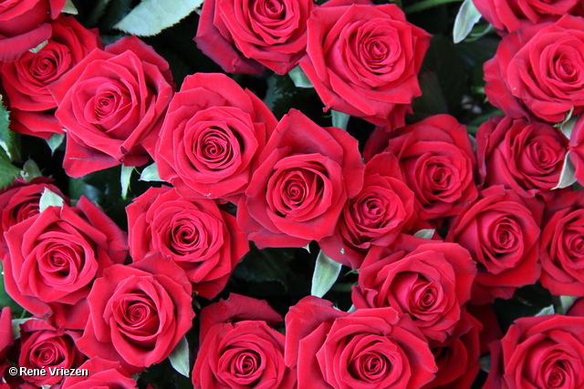 R.Th.B.Vriezen 2012 08 04 6016 PvdA Arnhem Canvassen en rozen uitdelen Presikhaaf-oost zaterdag 4 augustus 2012