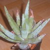 Aloe claviforma 004 - cactus