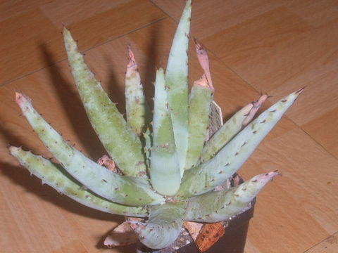 Aloe claviforma 004 cactus