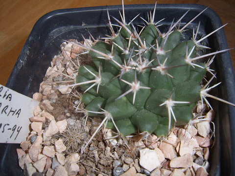 mammillaria centricirrha 003 cactus