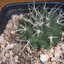 mammillaria centricirrha 003 - cactus