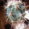 Ferocactus reppenhagenii 005 - cactus