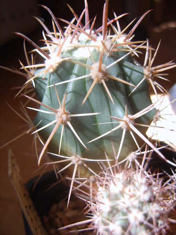 Ferocactus reppenhagenii 005 cactus