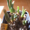 Cephalophyllum spissum 004 - cactus