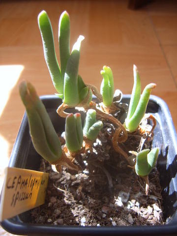 Cephalophyllum spissum 004 cactus