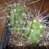 Echinocereus enneacanthus s... - cactus