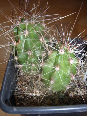 Echinocereus enneacanthus sarisophorus 007 cactus