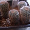 Frailea stockingeri  FS0009... - cactus