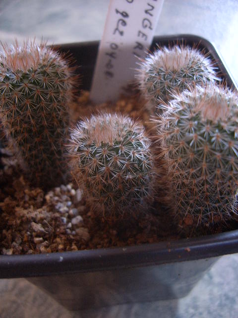 Frailea stockingeri  FS0009 001 cactus