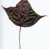 mantaray leaf007 - Picture Box