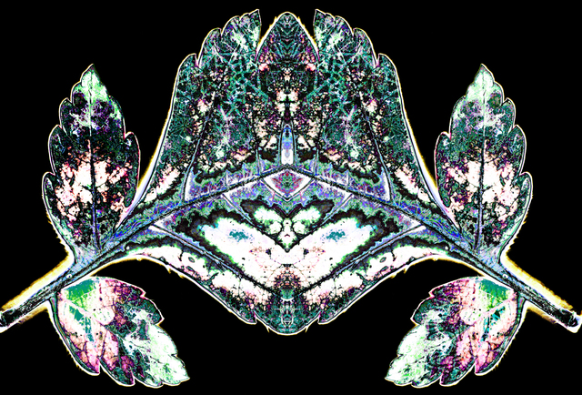 galaxial leaf with guymirroar MOUNTAIN geometry mi Picture Box