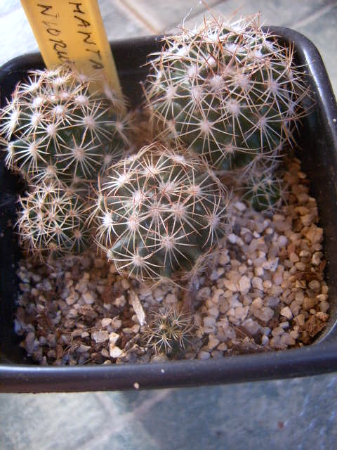 coryphanta hintoniorum 002 cactus