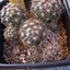 coryphanta hintoniorum 002 - cactus