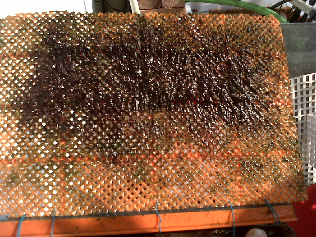 IMG00688-20120817-1518 - 