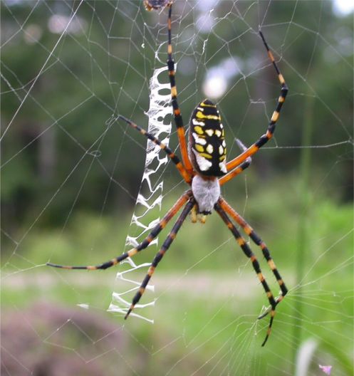 garden spider - 