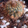 Frailea knippelianus2 043 - cactus