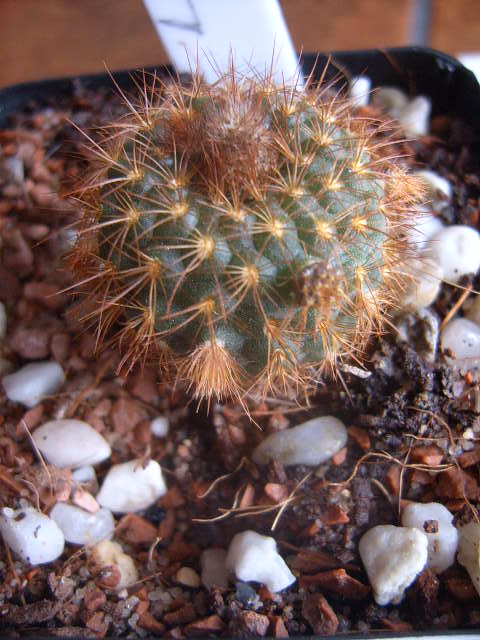 Frailea knippelianus2 043 cactus