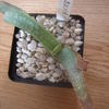 Aloe buhrii 012 - cactus