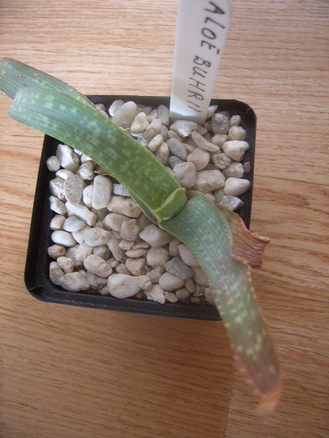 Aloe buhrii 012 cactus