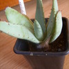 Aloe glauca 006 - cactus