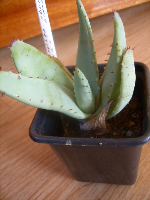 Aloe glauca 006 cactus