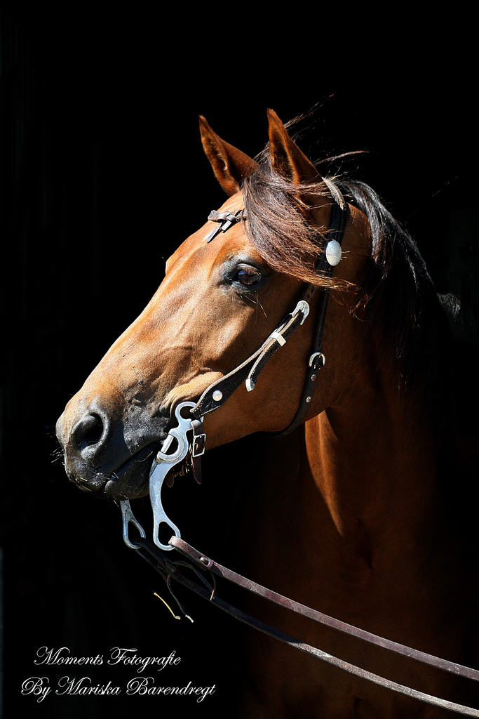 IMG 3674 - kopie22 - 