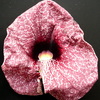 P1100441 - orchideÃ«en