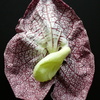 P1100442 - orchideÃ«en