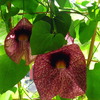 P1100587 - orchideëen