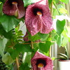 P1100588 - orchideëen