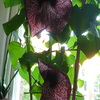 P1100615 - orchideÃ«en