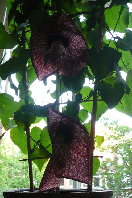 P1100621 orchideëen