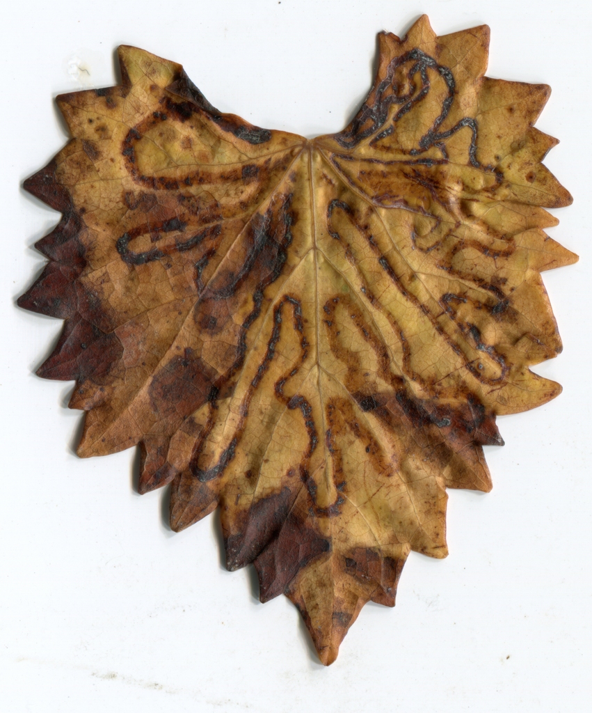 wormlined leaf007 Picture Box