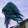 windy tree - Picture Box