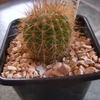 Echinopsis mamillosa wr 851... - cactus