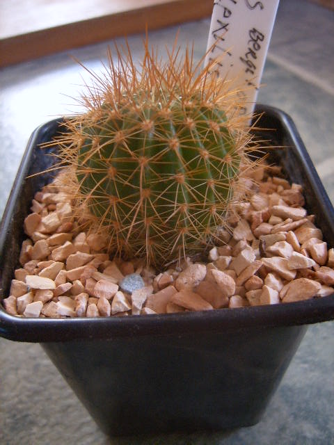 Echinopsis mamillosa wr 8510 001 cactus