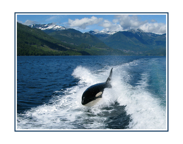 Orca British Columbia Wildlife