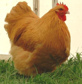 Buff Orpington Hen - 