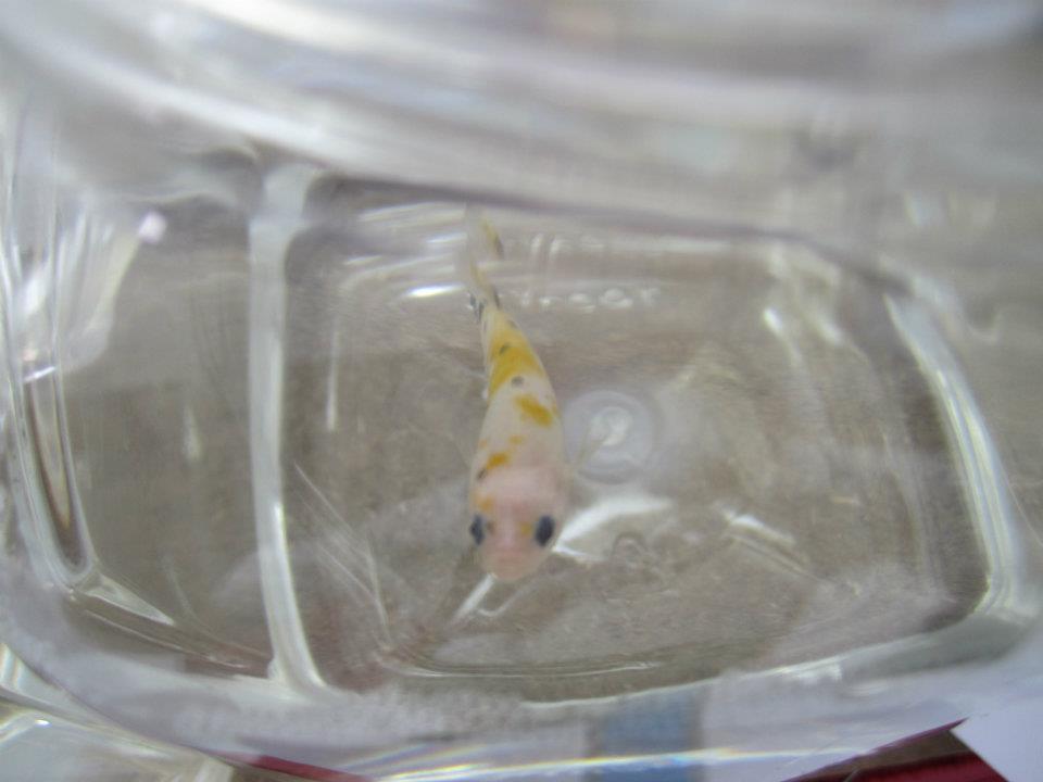 380350 10151529031290313 1608906251 n - 