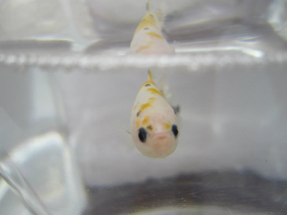 524240 10151529028950313 431761478 n - 