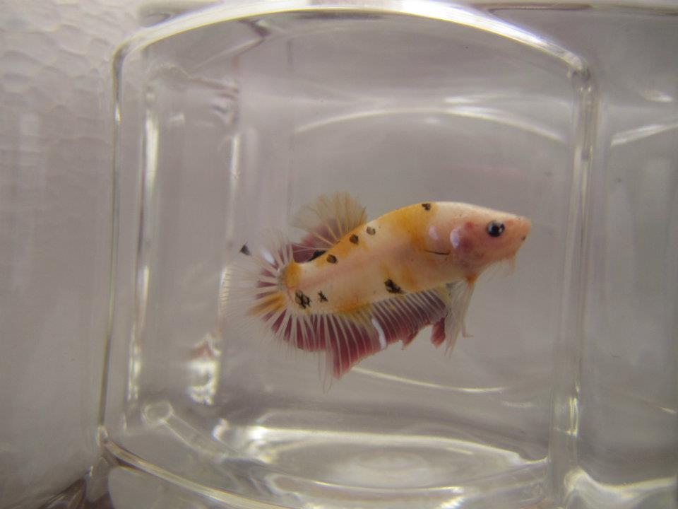 535098 10151528991090313 527091357 n - 