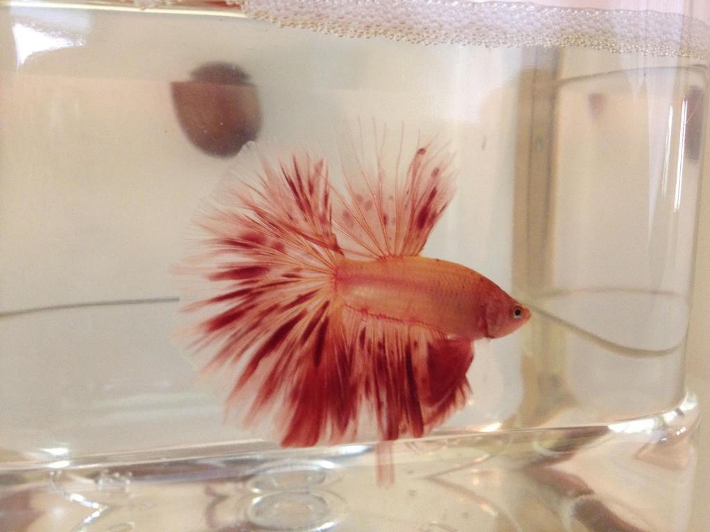 471594 10150682909861553 582518189 o - 