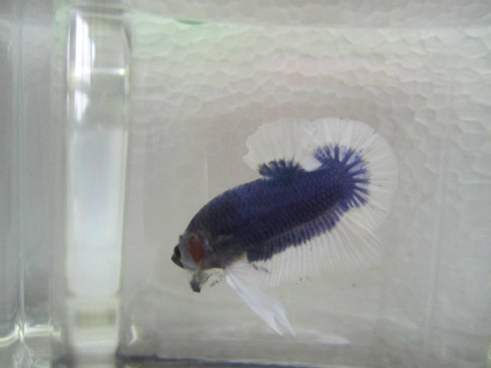 295123 10151528936320313 1476775706 n - 