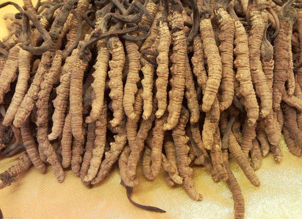 Cordyceps Wild Tibet Dong Chong Xia Cao  chong cao - 